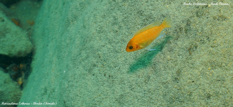 Maylandia estherae 'Border'